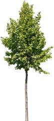 Obraz premium Tilia - Linde