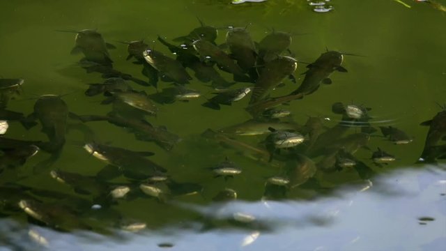 Schwarzer Zwergwels, Schwarzer Katzenwels (Ameiurus melas, auch Ictalurus nebulosus)