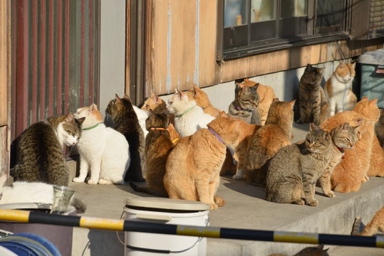 Cats of aosima in Ozu City, Ehime Prefecture, Japan