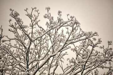 Branches in the snow against the sky in February