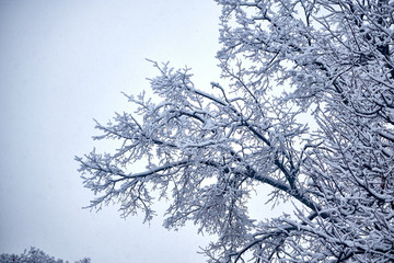 Branches in the snow against the sky in February