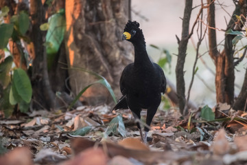 Bare faced Curassow, in a jungle environment, Pantanal Brazil