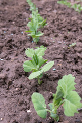 Pois mangetout