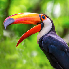 tucano de bico amarelo © Art by Pixel