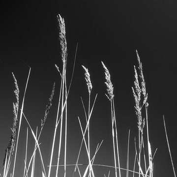 Blades of grass against a sky. Black and white photo