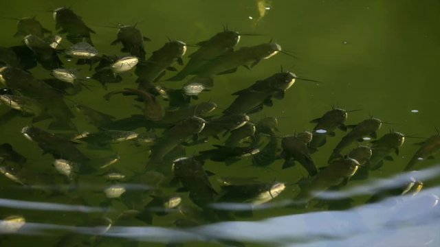 Schwarzer Zwergwels, Schwarzer Katzenwels (Ameiurus melas, auch Ictalurus nebulosus)