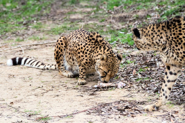 cheetah eating