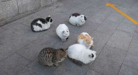 A group of cats on the floor.