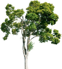 Acer pseudoplatanus - Bergahorn, Ahorn