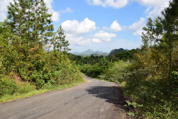 Fototapeta na wymiar Waldweg im Westen Kubas