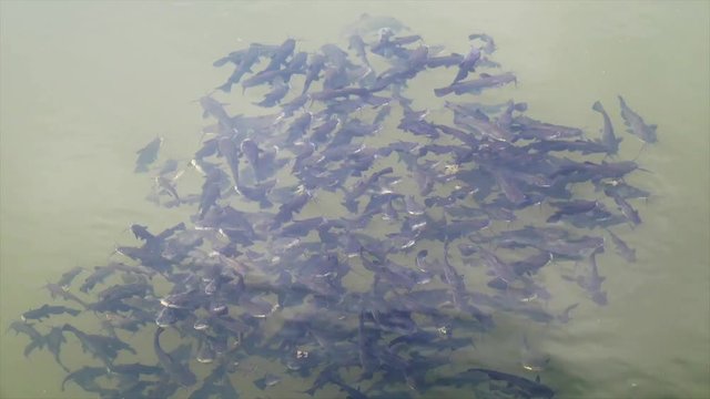 Schwarzer Zwergwels, Schwarzer Katzenwels (Ameiurus melas, auch Ictalurus nebulosus)