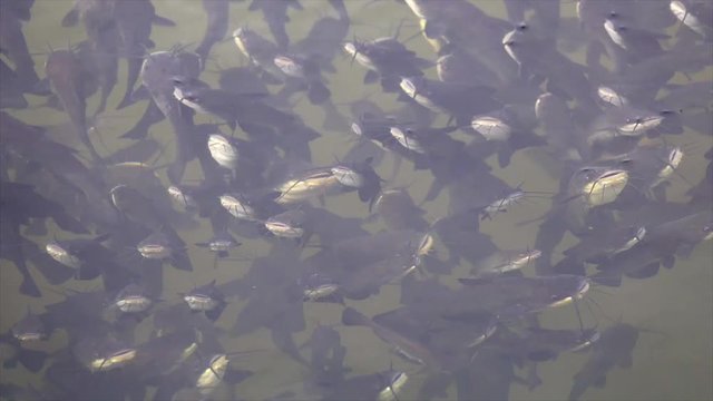 Schwarzer Zwergwels, Schwarzer Katzenwels (Ameiurus melas, auch Ictalurus nebulosus)