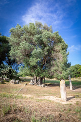 L'olivier millénaire de Filitosa, Corse