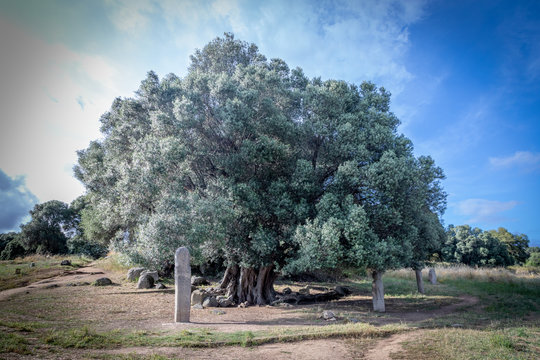 L'olivier millénaire de Filitosa, Corse