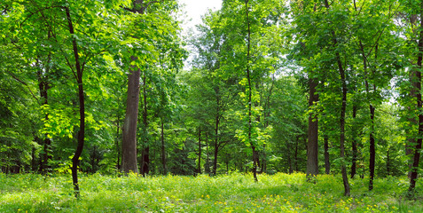 Plakat Sunlight in the green forest, spring time. Wide photo
