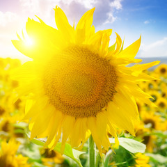 Sunflowers on background of blue sky and sun.
