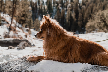 Is it a fox?