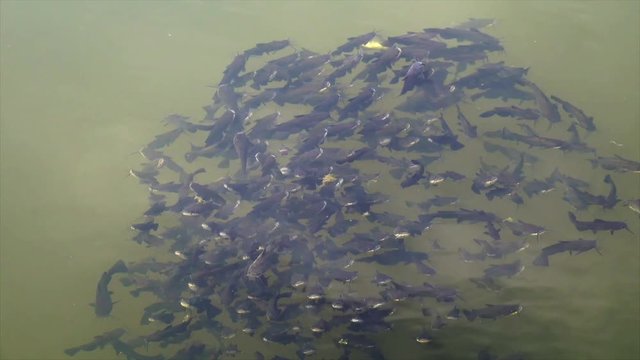 Schwarzer Zwergwels, Schwarzer Katzenwels (Ameiurus melas, auch Ictalurus nebulosus)