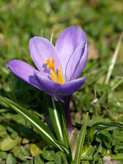 Crocus vernus - Crocus de printemps appelé aussi crocus de Naple à fleur violette 