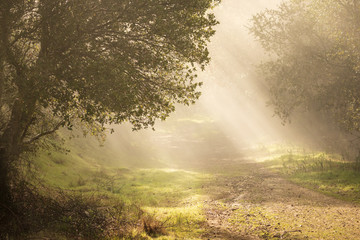 Bright rays of sun shine through foliage on natural dirt path in early morning