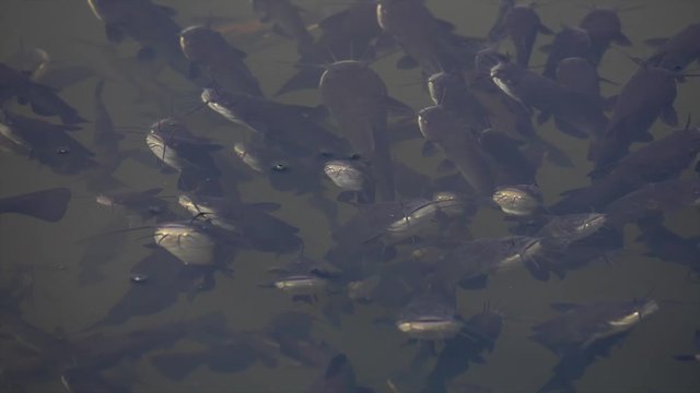 Schwarzer Zwergwels, Schwarzer Katzenwels (Ameiurus melas, auch Ictalurus nebulosus)