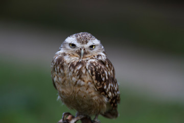 Fototapeta premium Owl Portrait