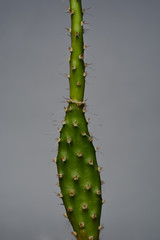 green elongated cactus