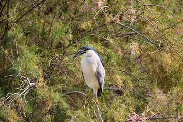 Crowned Night Heron surveys riparian area