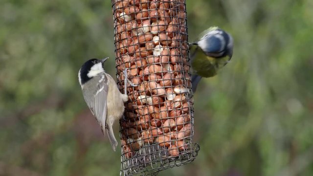 Coal tit and Blue tit on peanut feeder