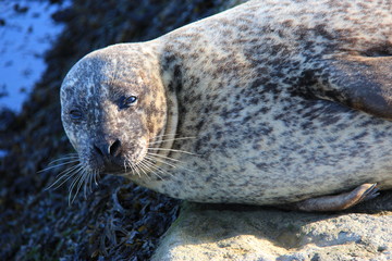 Phoque faisant la sieste au soleil de Bretagne © d_e_r_i_c