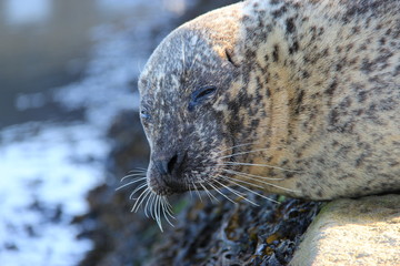 Phoque faisant la sieste au soleil de Bretagne © d_e_r_i_c