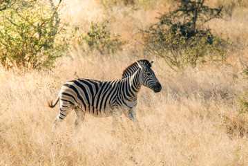 Fototapeta na wymiar Zebra in the African savannah, Kruger National Park, South Africa