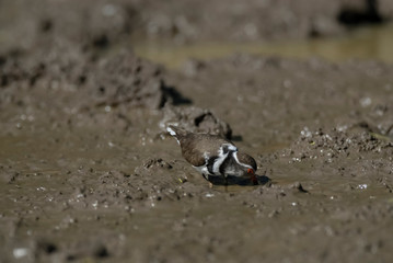  Three banded plover,in swamp environment, South Africa