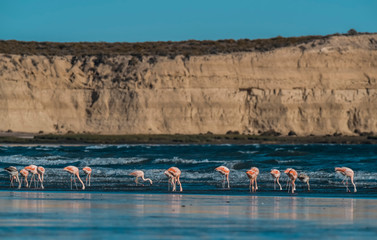 Flamingos feeding at low tide,Peninsula Valdes,Patagonia, Argentina