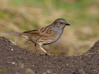 Dunnock or Hedge sparrow, Prunella modularis