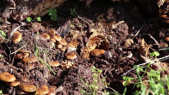 Funghi nel sottobosco