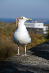 Möwe in Nahaufnahme