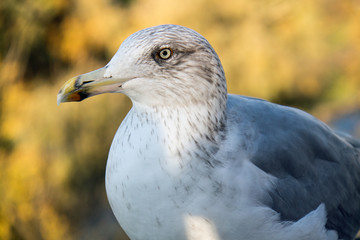 M&ouml;we in Nahaufnahme