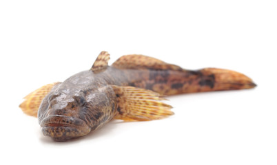 One small fish.