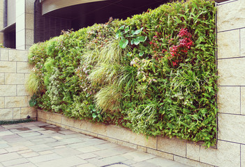 ビルの壁面緑化