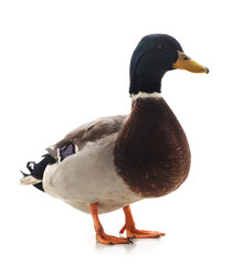 Obraz premium One brown duck.