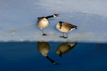 Greater Canada Geese
