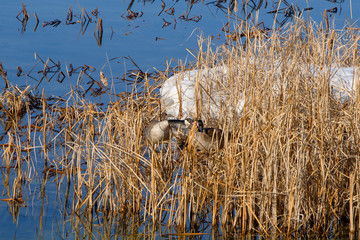 Greater Canada Geese