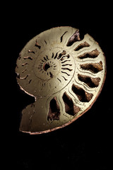 Macro mineral stone Ammonite shell on a black background