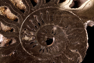 Macro mineral stone Ammonite shell on a black background