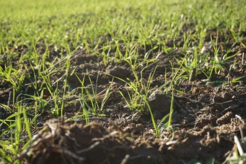 Feld mit Weizen im Winter
