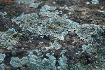 Nahaufnahme einer grünen Flechte auf einem Stein