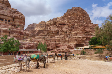 Donkeys for transporting tourists parked at Qasr Al-Bin in Petra, Jordan