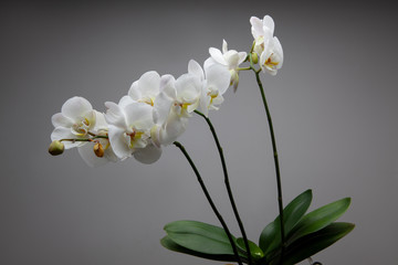 Fototapeta premium Fleur Printemps 