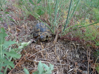 tortue terrestre de france